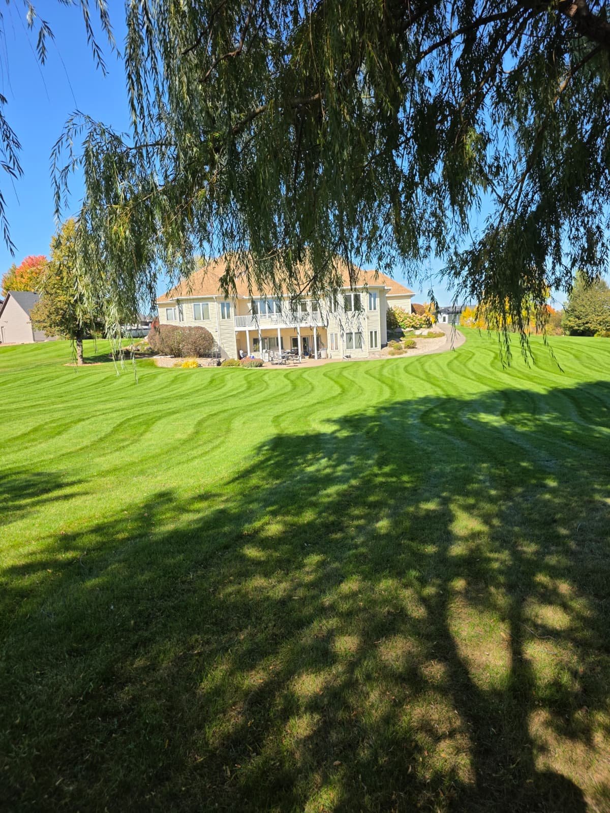 Freshly mowed lawn with wavy stripes under a willow tree on a sunny day